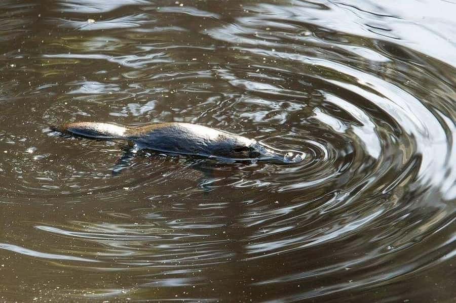 Atherton Tablelands: Lakes, Waterfalls, Rainforest Day Tour - Lunch, snacks, and the practical value of included food