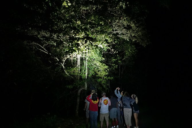 Atherton Tablelands Rain Forest by Night from Cairns - The Curtain Fig after dark changes the whole mood