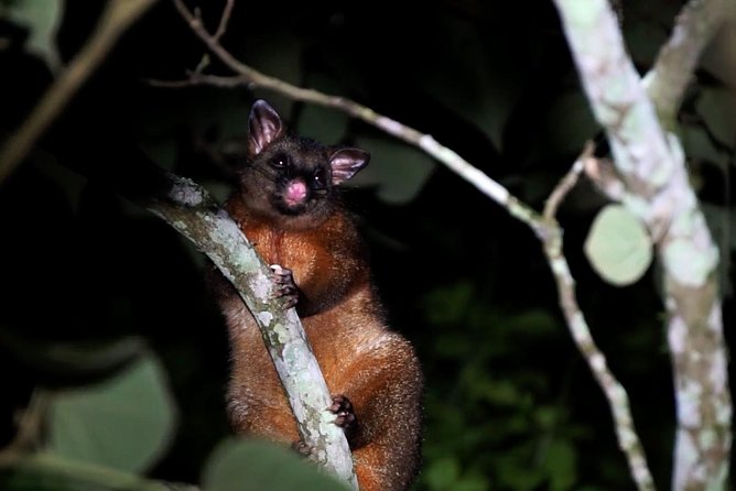 Atherton Tablelands Rain Forest by Night from Cairns - Paul and Clayton bring different guide strengths