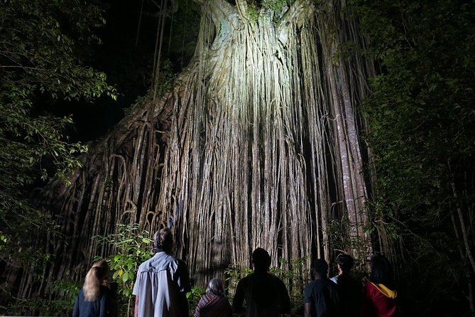 Atherton Tablelands Rain Forest by Night from Cairns - How much walking and road time should you expect?