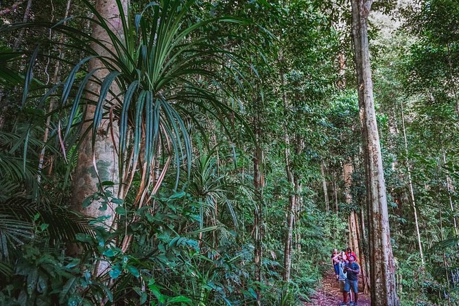 Atherton Tablelands Rain Forest by Night from Cairns - Platypus spotting demands patience at dusk
