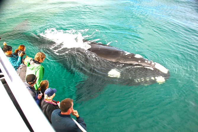 Augusta Whale Watching Eco Tour - Setting out from Augusta Boat Harbour