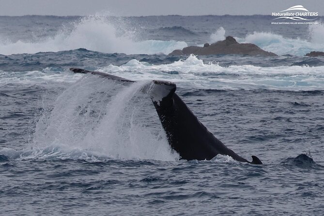 Augusta Whale Watching Eco Tour - Why the crew makes a difference