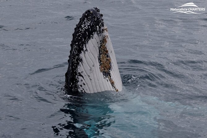 Augusta Whale Watching Eco Tour - How good is the $75.31 price?