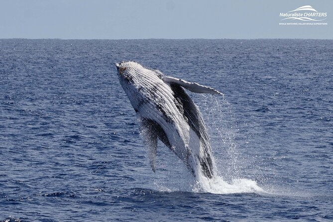 Augusta Whale Watching Eco Tour - Who will enjoy this Augusta outing