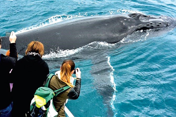 Augusta Whale Watching Eco Tour - Booking advice for the best chance of a good day