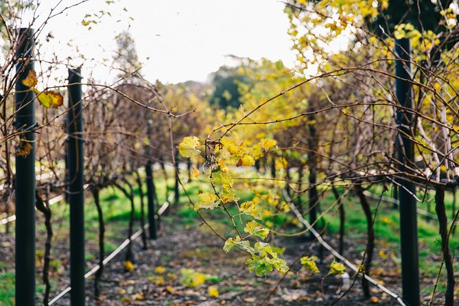 Australian Wine Discovery Tour Ticket - The Botanic Gardens make the location more useful