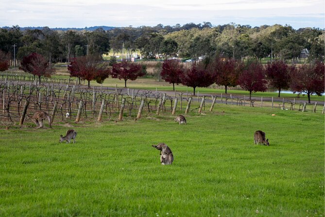 Award-Winning Hunter Valley Wine & Cheese Tour from Sydney - How the wine tasting feels in practice