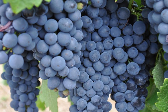 Barossa Valley Cellar Door Small Group Tour - How much wine will you actually taste?