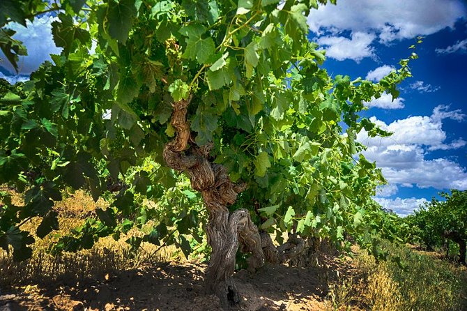 Barossa Valley Full-Day Tour - Maggie Beer Farm Shop adds the regional food angle