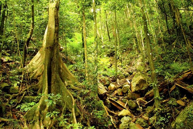 Barron Gorge and Kuranda National Park Half Day Rainforest and Waterfall 4WD Tour from Cairns - Kuranda National Park by 4WD