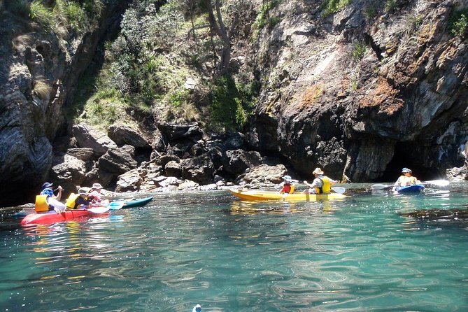 Batemans Bay Glass-Bottom Kayak Tour Over 2 Relaxing Hours - What you might see beneath the kayak
