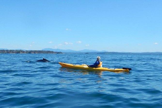 Batemans Bay Glass-Bottom Kayak Tour Over 2 Relaxing Hours - Guides who help beginners settle in
