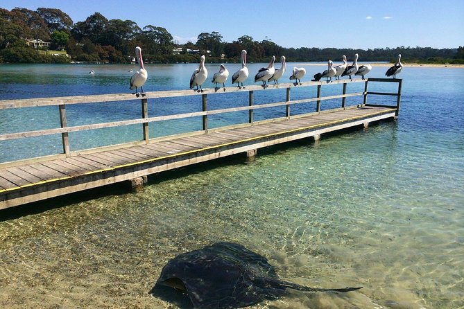 Batemans Bay Oyster Tasting Kayak Tour - Practical details before you book