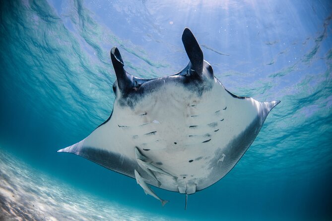 Best of Ningaloo Mantas and More - Key points at a glance
