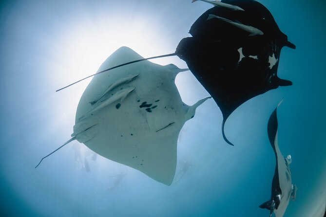 Best of Ningaloo Mantas and More - A longer Ningaloo day from Coral Bay