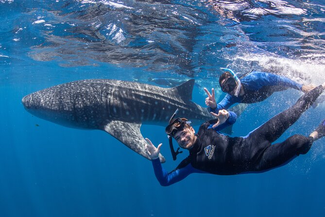 Best of Ningaloo Mantas and More - The value of $251.04 per person