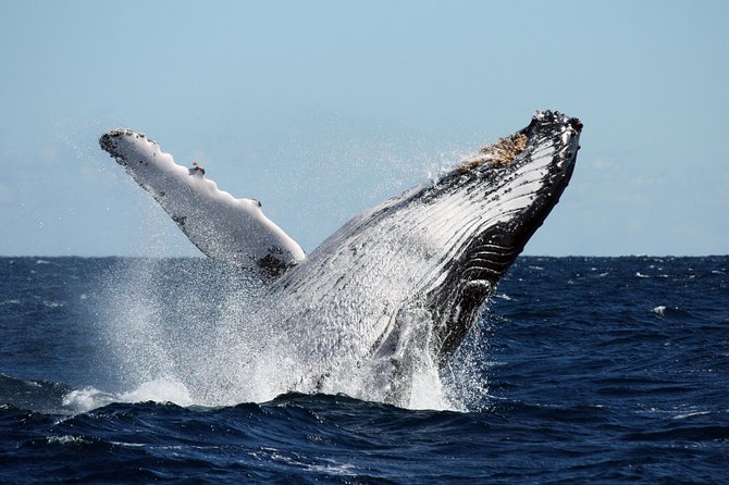 Best of Ningaloo Mantas and More - Practical advice before you go