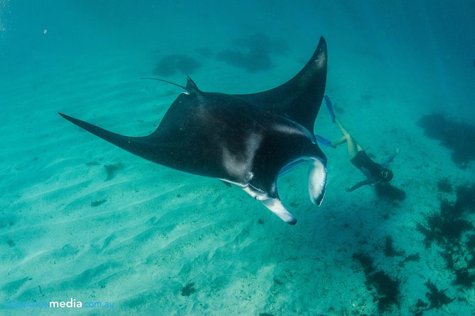 Best of Ningaloo Mantas and More - What makes the marine portion special