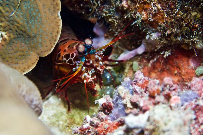Blue Dive Private Guided Scuba Dive Cairns - Two reef sites on Norman, Saxon, or Hastings Reefs