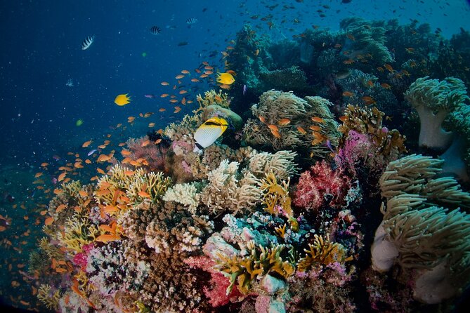 Blue Dive Private Guided Scuba Dive Cairns - Time in the water for certified and introductory participants