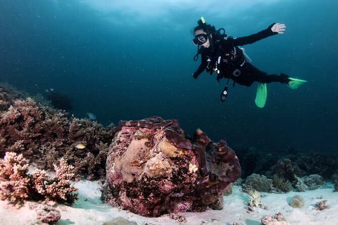 Blue Dive Private Guided Scuba Dive Cairns - The return journey and marine-life presentation