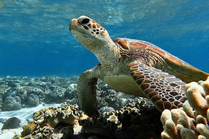 Blue Dive Private Guided Scuba Dive Cairns - Is $606.82 per person fair value?