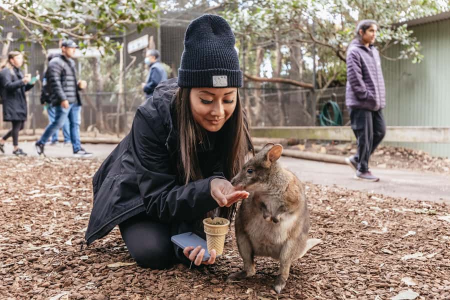 Blue Mountain: Small-Group Tour with Lunch & Scenic World - Why this Blue Mountains tour works so well