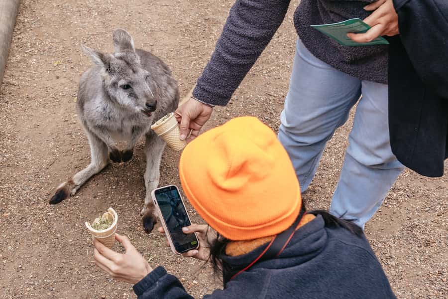 Blue Mountain: Small-Group Tour with Lunch & Scenic World - The guide can make or break the day