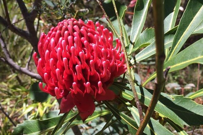 Blue Mountains Day Tour Including Parramatta River Cruise - Katoomba connects the big attractions