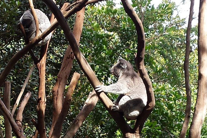 Blue Mountains Day Tour With Bushwalks, Waterfalls & Featherdale - Wentworth Falls: the day’s most demanding walk