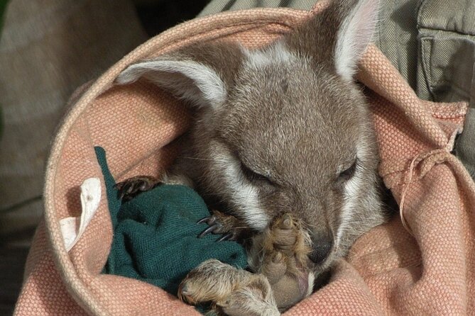 Blue Mountains Day Tour With Bushwalks, Waterfalls & Featherdale - Featherdale Wildlife Park: a strong second act
