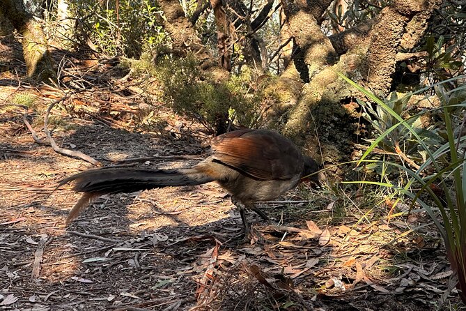 Blue Mountains Full Day Guided Tour - The Three Sisters, plus quieter corners