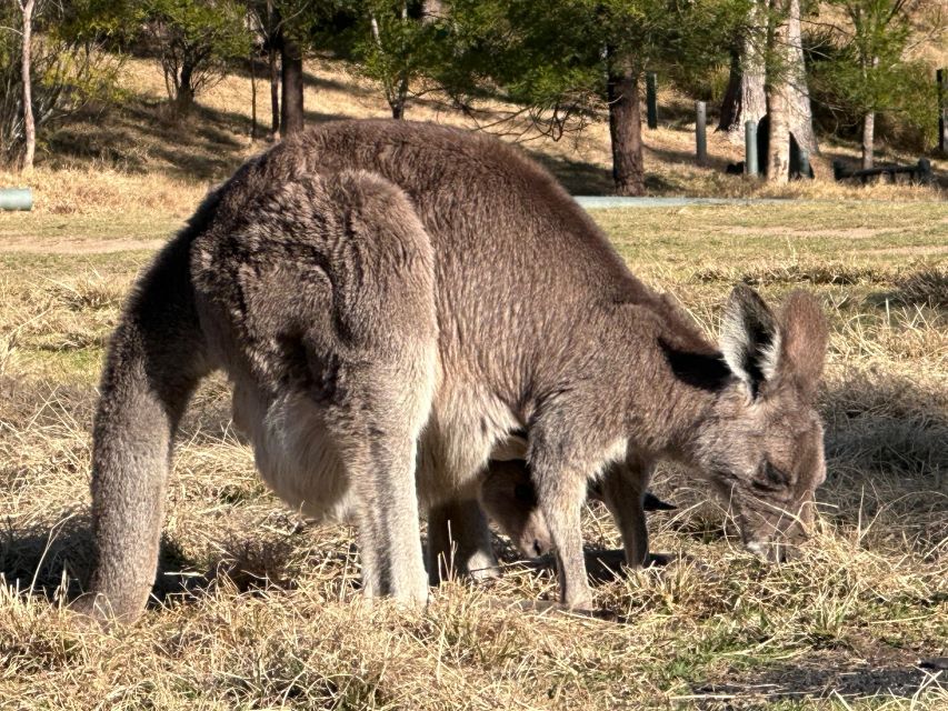 Blue Mountains: Full Day Guided Tour with Lunch - Walking, viewpoints, and changing weather