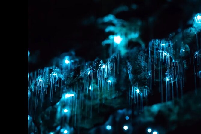 Blue Mountains Hiking Glow worms Cave Wildlife Spotlighting Night Adventure - Reaching the Blue Mountains after dark