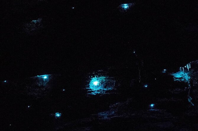 Blue Mountains Hiking Glow worms Cave Wildlife Spotlighting Night Adventure - A guide-led night in the bush