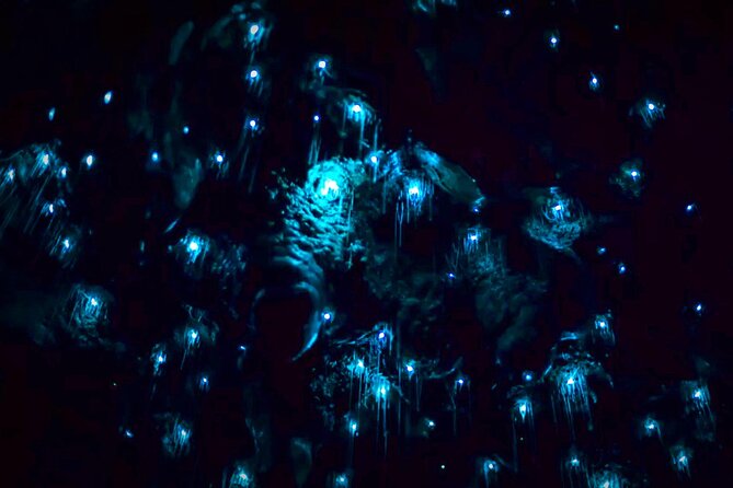 Blue Mountains Hiking Glow worms Cave Wildlife Spotlighting Night Adventure - Who will enjoy this Blue Mountains night hike
