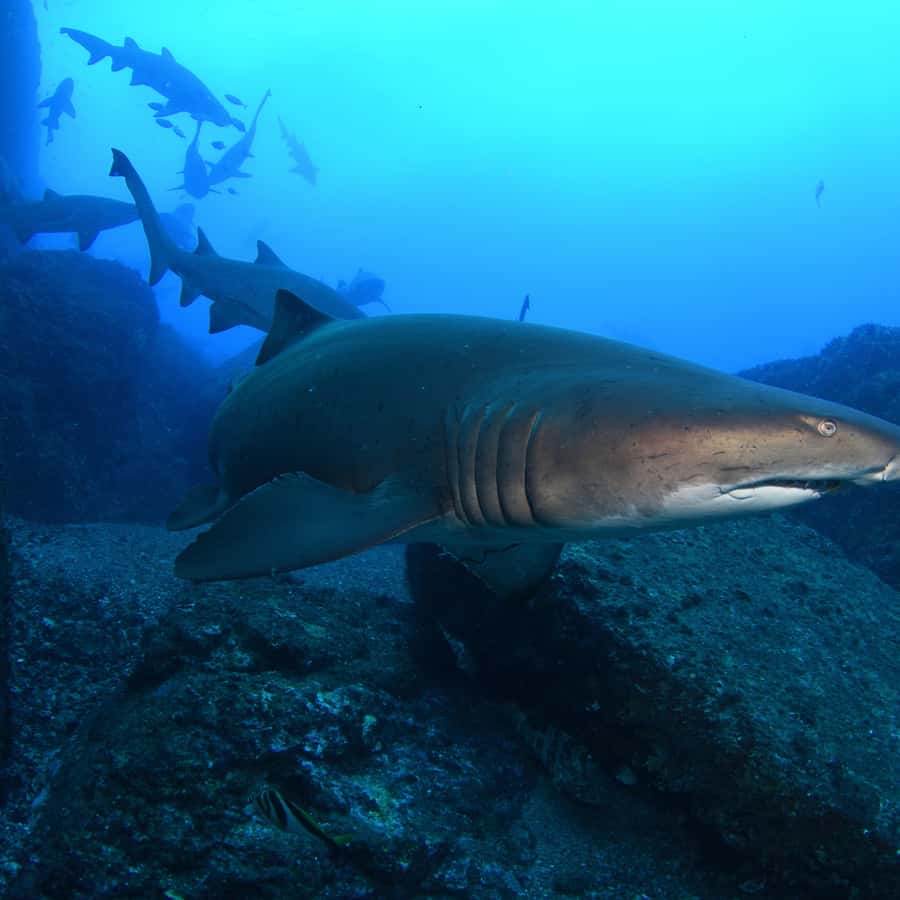 Bondi: Shark Dive at Bushrangers Bay for Certified Divers - From Bondi to the South Coast