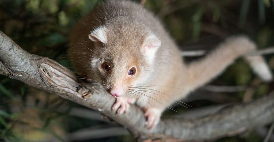 Bonorong Wildlife Sanctuary Guided Night Tour - Why Bonorong feels different after dark