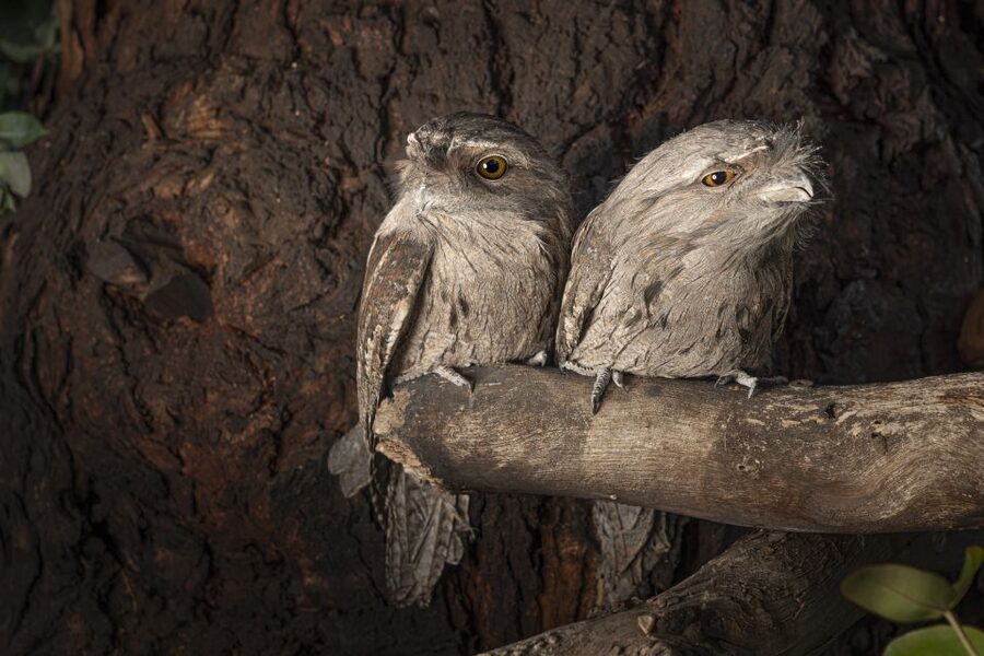 Bonorong Wildlife Sanctuary Guided Night Tour - The first feeding round: daylight animals at dinner