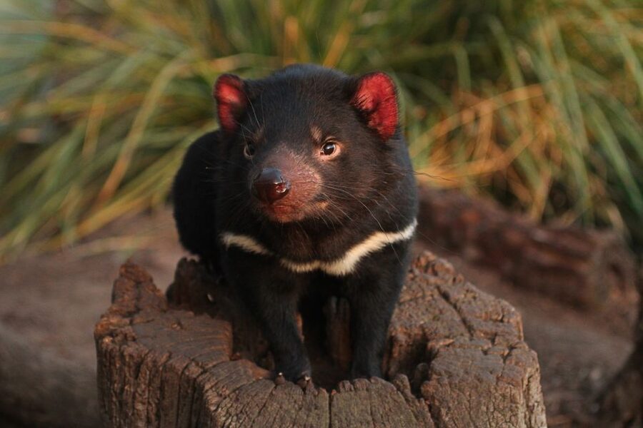 Bonorong Wildlife Sanctuary Guided Night Tour - Eastern quolls and other unusual encounters