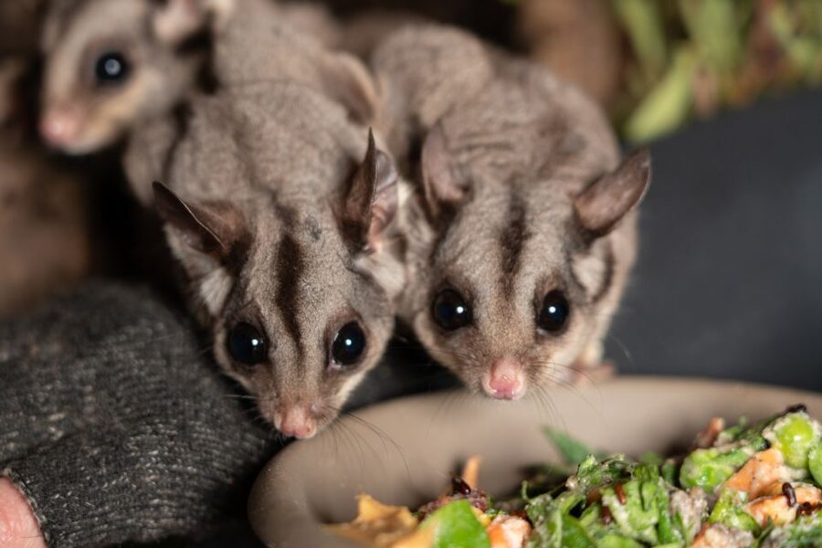 Bonorong Wildlife Sanctuary Guided Night Tour - Practical preparation before you go