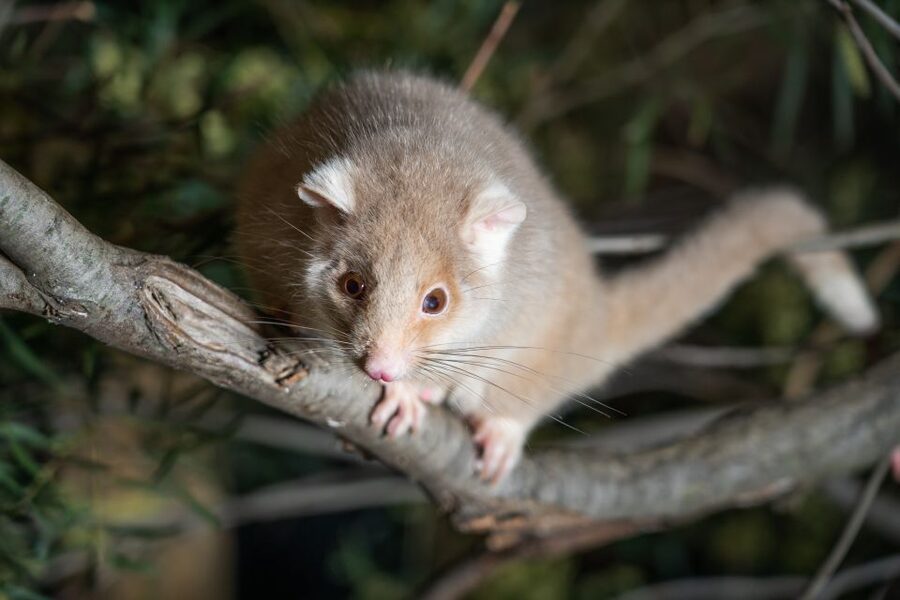 Bonorong Wildlife Sanctuary Guided Night Tour - A small group makes the feeding more personal