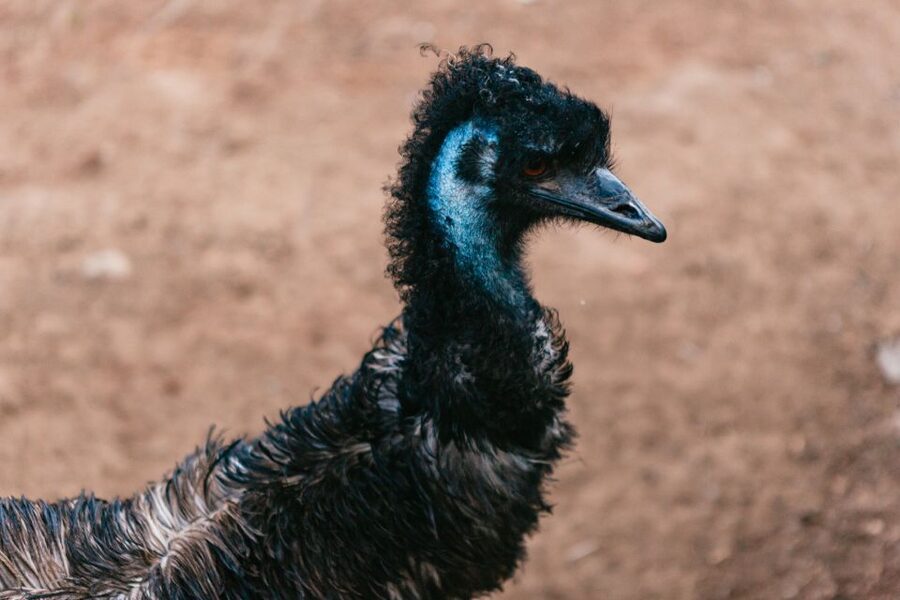 Bonorong Wildlife Sanctuary Half-Day Tour from Hobart - Should you book it?