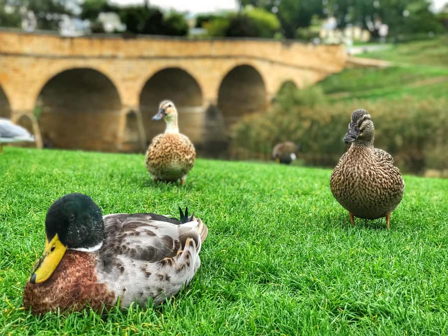 Bonorong Wildlife Sanctuary Half-Day Tour from Hobart - Why Bonorong makes this more than a zoo visit