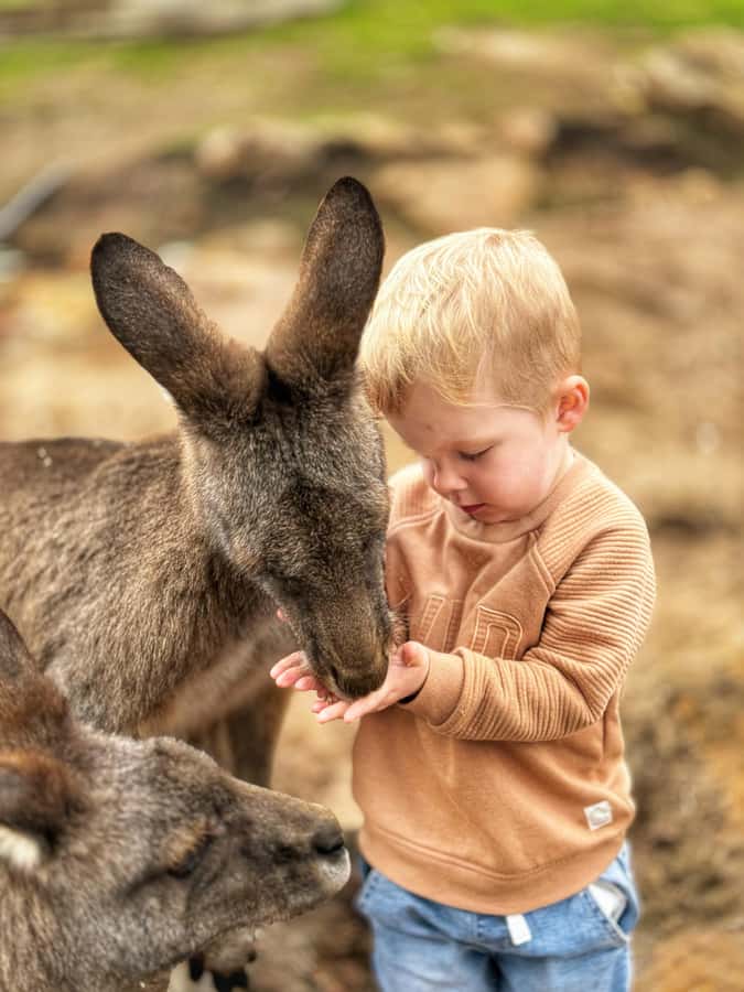 Bonorong Wildlife Sanctuary Half-Day Tour from Hobart - Richmond, where 70 minutes goes quickly