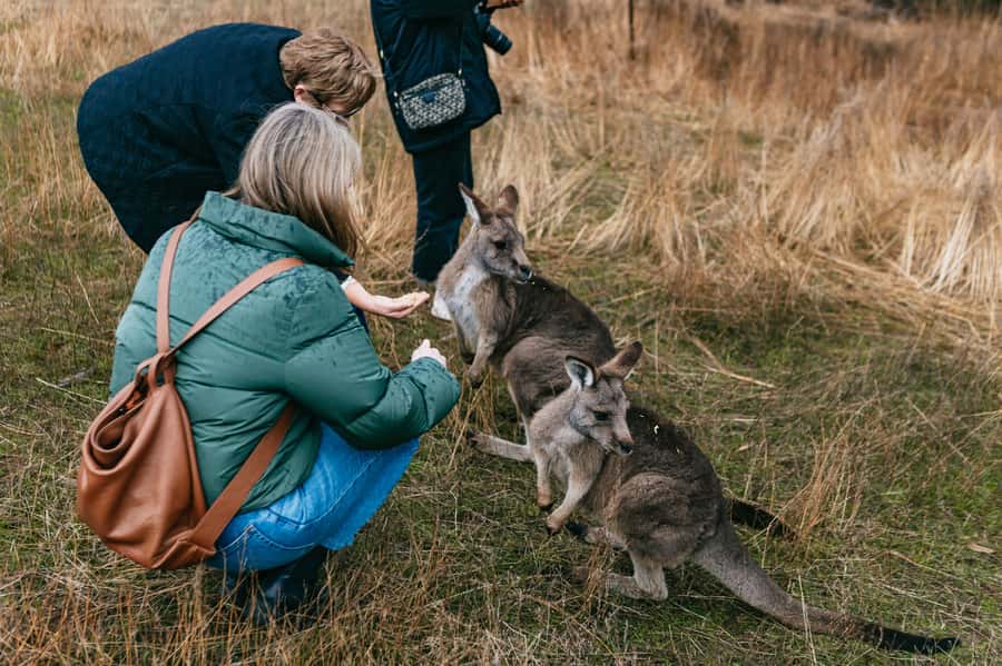 Bonorong Wildlife Sanctuary Half-Day Tour from Hobart - Inside Bonorong Wildlife Sanctuary