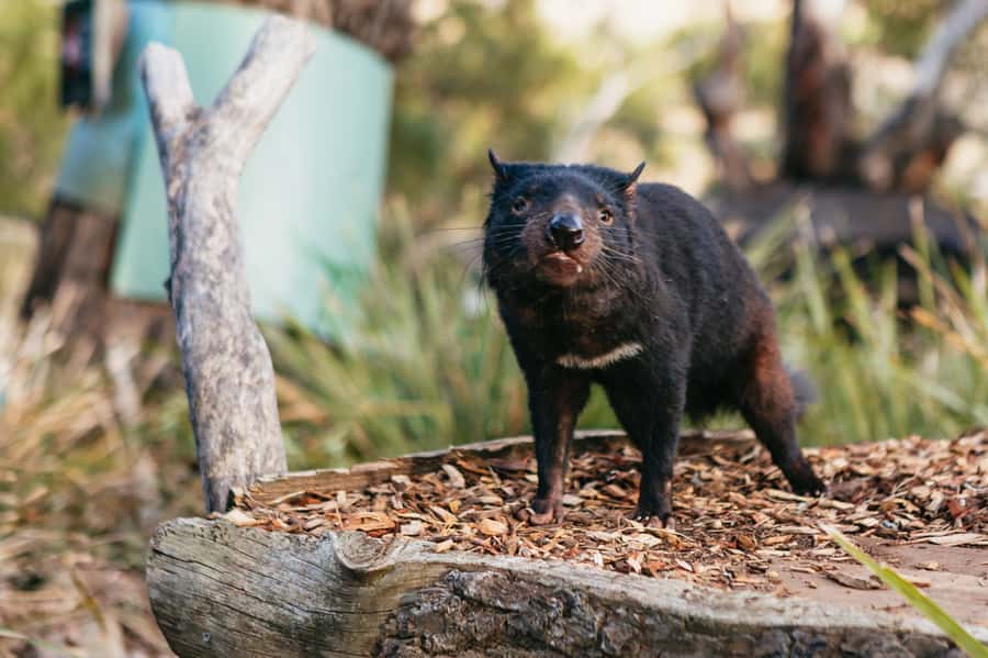 Bonorong Wildlife Sanctuary Half-Day Tour from Hobart - Is $88 fair for four hours?
