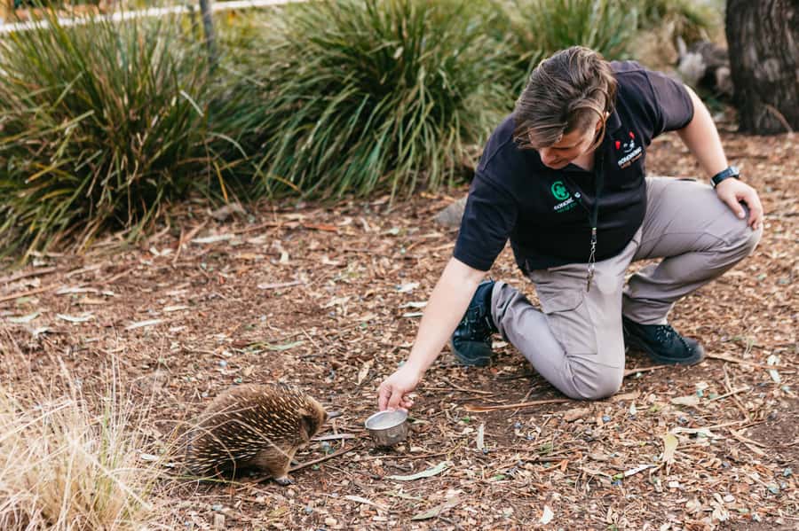 Bonorong Wildlife Sanctuary Half-Day Tour from Hobart - Who will enjoy this half-day tour?