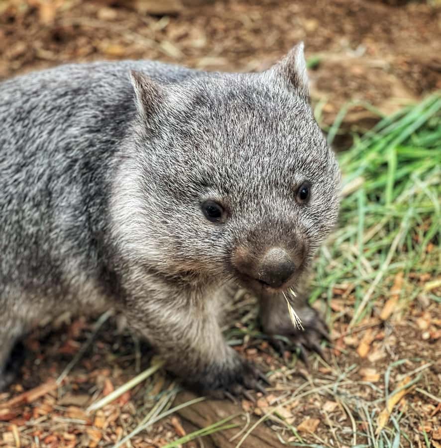 Bonorong Wildlife Sanctuary Half-Day Tour from Hobart - Leaving Hobart across the Tasman Bridge
